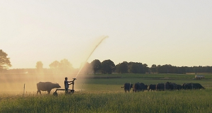 Die Büffelranch