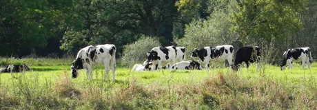 Die Büffelranch