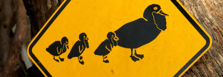 Duck Dynasty
